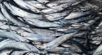 Fishrot : l’Islande et la Namibie face au scandale de corruption « Poisson Pourri »